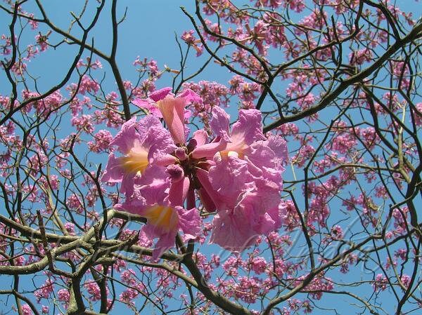 árboles En Flor Rosa Trompeta Tabebuia Impetiginosa O Handroanthus Impetiginosus | Foto Premium