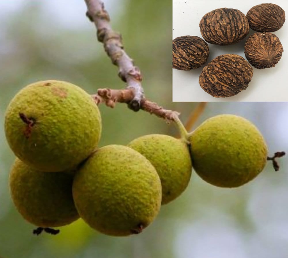 Black Walnut Juglans Nigra Organic Fresh Seeds 4 Seeds for Etsy UK