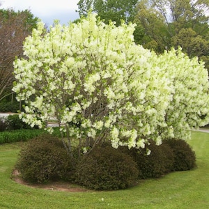 Puede incluir: Un árbol de flores blancas con un gran racimo de flores blancas. El árbol está en una zona ajardinada con hierba verde y arbustos.
