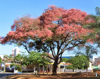 Puede incluir: Un árbol grande y maduro con un tronco grueso de color marrón oscuro y ramas extendidas cubiertas de densas y vibrantes flores rosadas. El árbol se encuentra en un área abierta con parches de tierra marrón, rodeado de edificios urbanos.