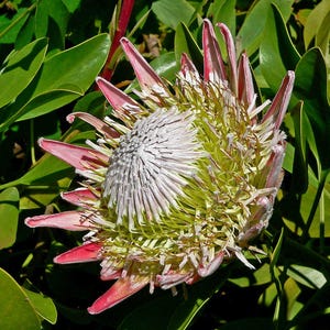 Puede incluir: Primer plano de una flor de protea con pétalos rosados y un centro blanco texturizado. La flor está rodeada de hojas verdes, creando una composición natural y vibrante. Se destacan los intrincados detalles de la flor.