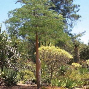 Delonix Decaryi Flamboyant poinciana tree VERY RARE bonsai plant 5 Seeds image 9