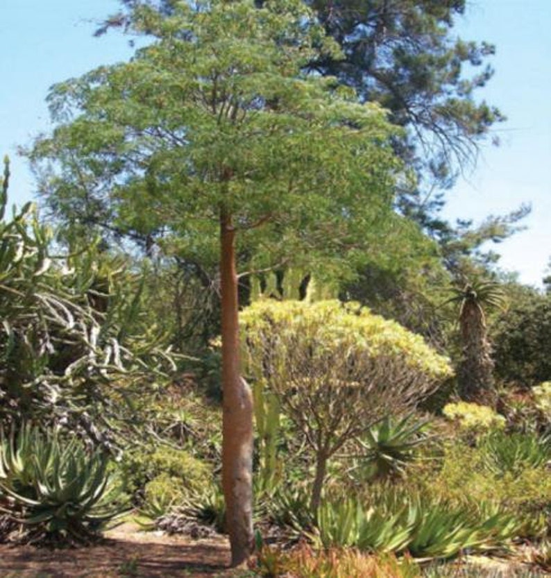 Delonix Decaryi Flamboyant poinciana tree VERY RARE bonsai plant 5 Seeds image 9