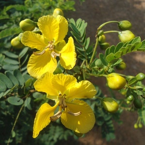 Könnte beinhalten: Nahaufnahme von zwei leuchtend gelben Blüten mit grünen Blättern und Knospen. Die Blüten haben ein zartes, fast durchscheinendes Aussehen.
