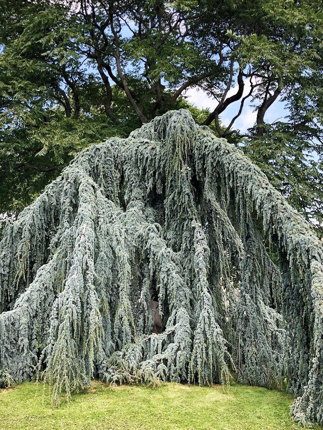 セドラス・アトランティカ「グラウカ」種子、ブルーアトラスシーダー