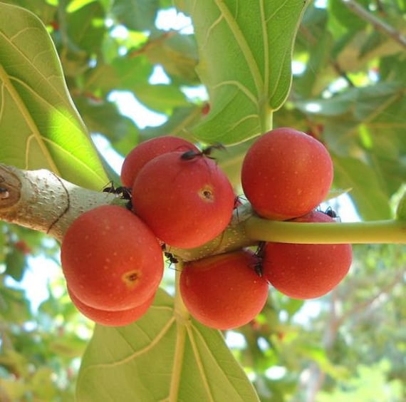 Ficus habrophylla 10 Seeds New Caledonia Fig Red Fig Gof Fig