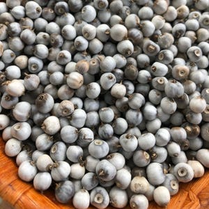 Coix lacryma-jobi Seeds, Job&#39;s Tears, Adlay Millet, Tear Grass, Lagrimas de San Pedro - 20 to 100 Seeds