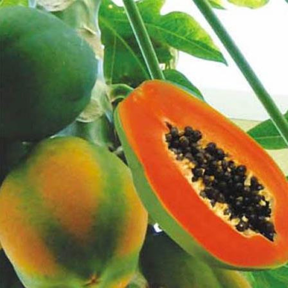 Carica Papaya Honeydew Papaya Melon Tree 20 Seeds Etsy Canada
