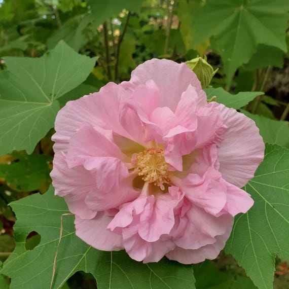 Buy Hibiscus Mutabilis Seeds, Confederate Rose, Dixie Rose, Cotton  Rosemallow - 5 to 20 Online in India - Etsy