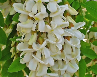 Robinia pseudoacacia 50 Seeds - Gaggia Robinia Black Locust false acacia