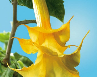10 Datura Seeds Dwarf Brugmansia Angel Trumpet Bonsai Flower Fragrant Yellow