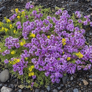 Thymus praecox Seeds, Creeping Thyme, Mother-of-Thyme - 100 to 1000