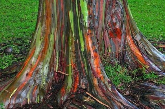 Eucalyptus Deglupta 500 Samen Regenbogen Eukalyptus Schone Etsy