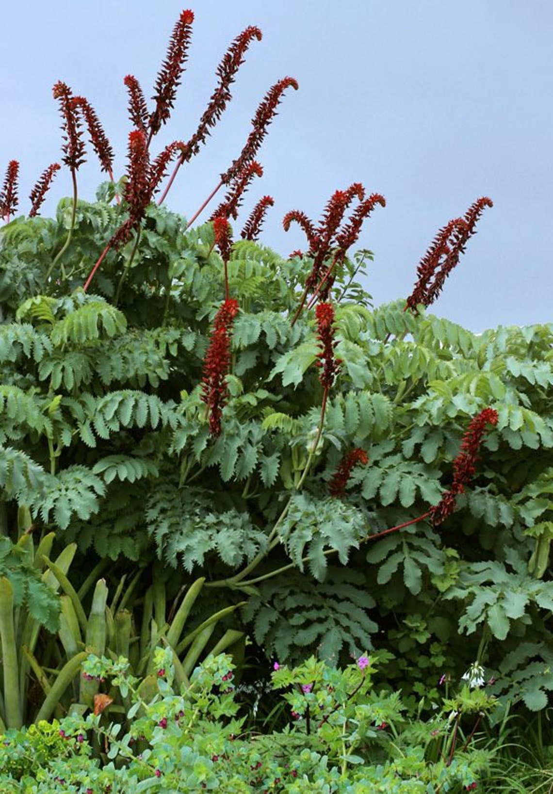 Melianthus major Giant honey flower bush Honeyflower Etsy