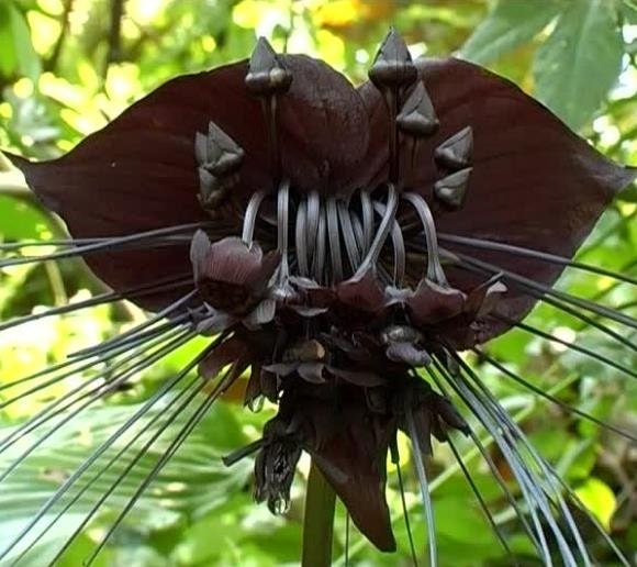 Tacca chantrieri-zaden, zwarte vleermuisorchideebloemen - België
