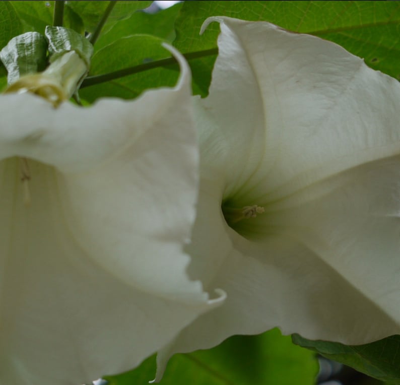 Brugmansia arborea Angel Trumpet Trompe of Angels Tree Flower Venus 20 Seeds image 9