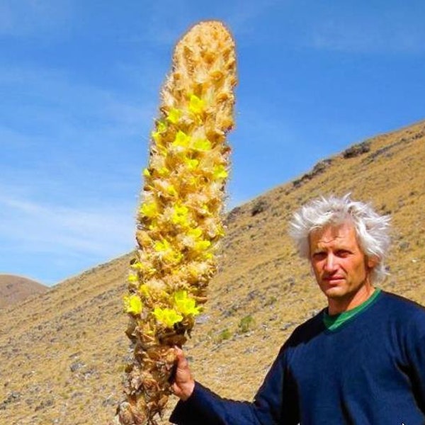 Puya yakespala - Yakespala Bromeliad, Yellow Desert Bromeliad - 10 Seeds