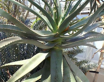 Aloe Africana - Amazing African Aloe - 15 Seeds - Etsy Canada
