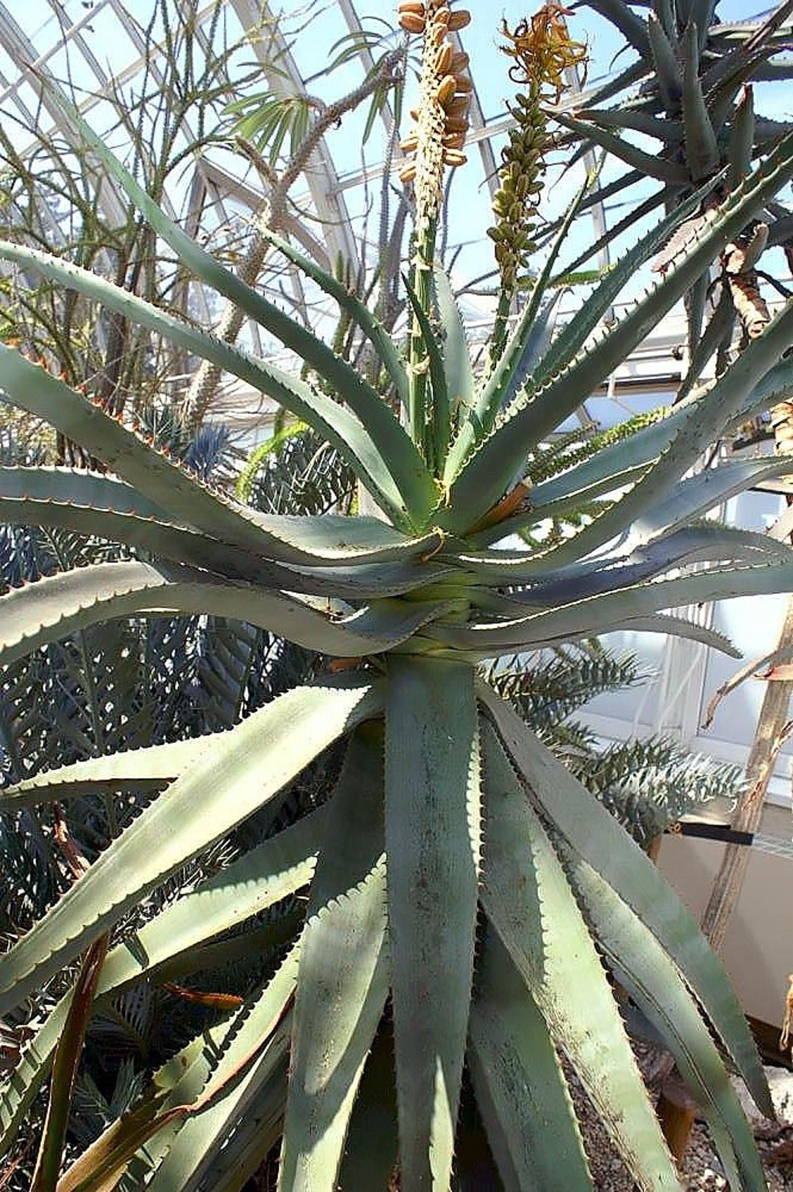 detox aloe vera Liquid Detox Formula main image 1