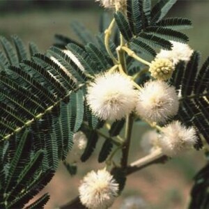 Acacia sieberiana Paperbark Thorn 10 Seeds image 5