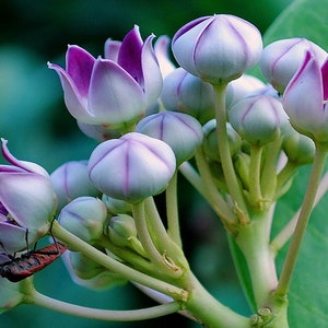 Calotropis gigantea purple Giant Milkweed, Crown Flower 5 Seeds image 2