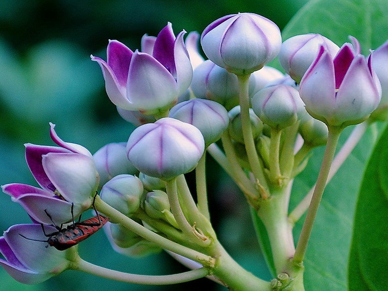 Calotropis gigantea purple Giant Milkweed, Crown Flower 5 Seeds image 2