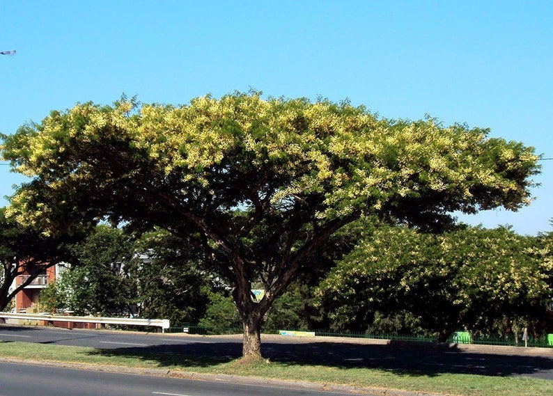 Acacia sieberiana Paperbark Thorn 10 Seeds image 3