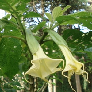 Brugmansia arborea Angel Trumpet Trompe of Angels Tree Flower Venus 20 Seeds image 7