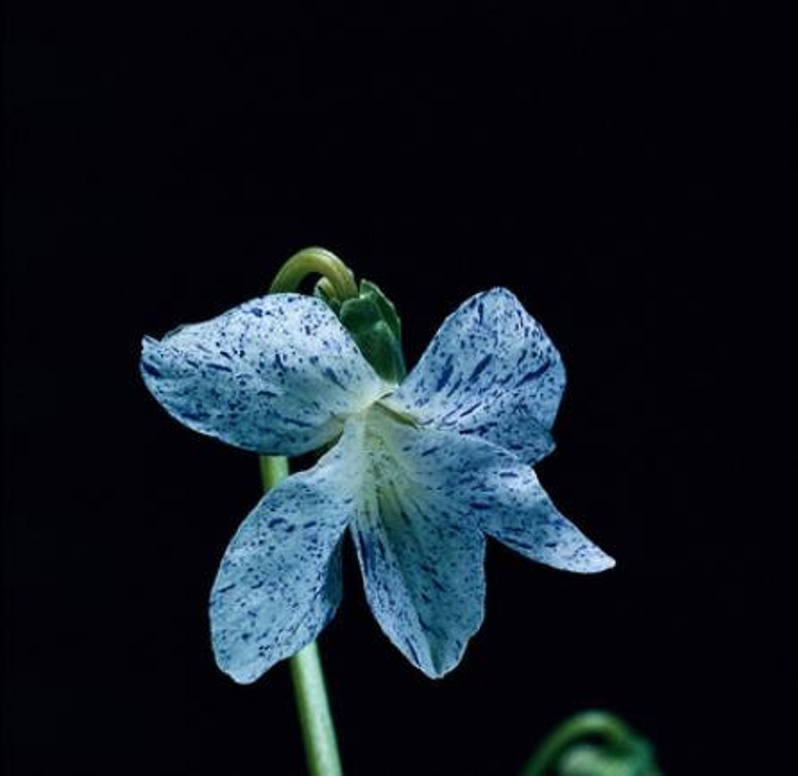 10 Viola Sororia Freckles Seeds Carijó Violet Freckle | Etsy