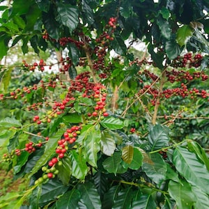 Peut inclure: Un caféier présentant de nombreuses branches chargées de grappes de cerises de café en cours de maturation. Les cerises passent du vert au rouge vif, nichées parmi des feuilles ovales vert foncé et brillantes sur les tiges ligneuses.