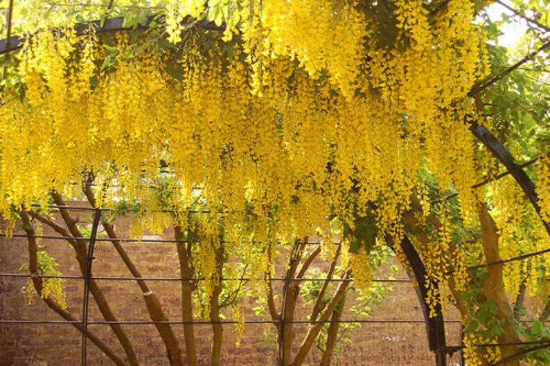 20 GOLDEN CHAIN TREE Goldenchain Laburnum Anagyroides Seeds Etsy
