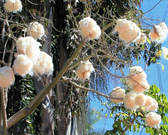 Ceiba Pentandra Kapok Tree Silk Cotton, Samauma 10 Seeds -  Israel