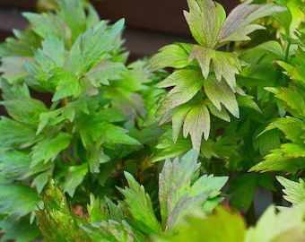 Levístico (Levisticum officinale), 300 semillas: hierbas para cultivar en casa todo el año.