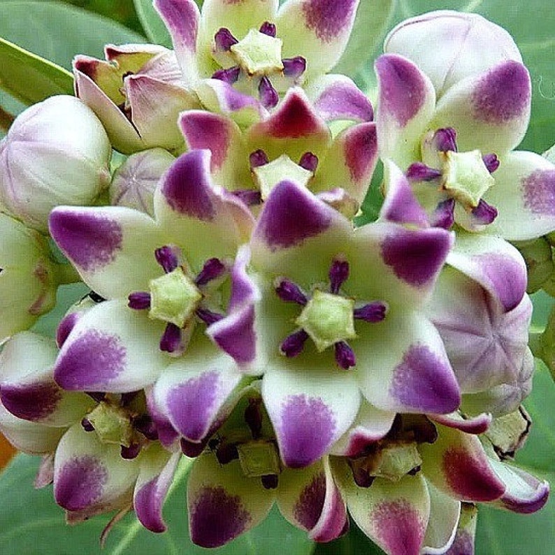 Calotropis gigantea purple Giant Milkweed, Crown Flower 5 Seeds image 4