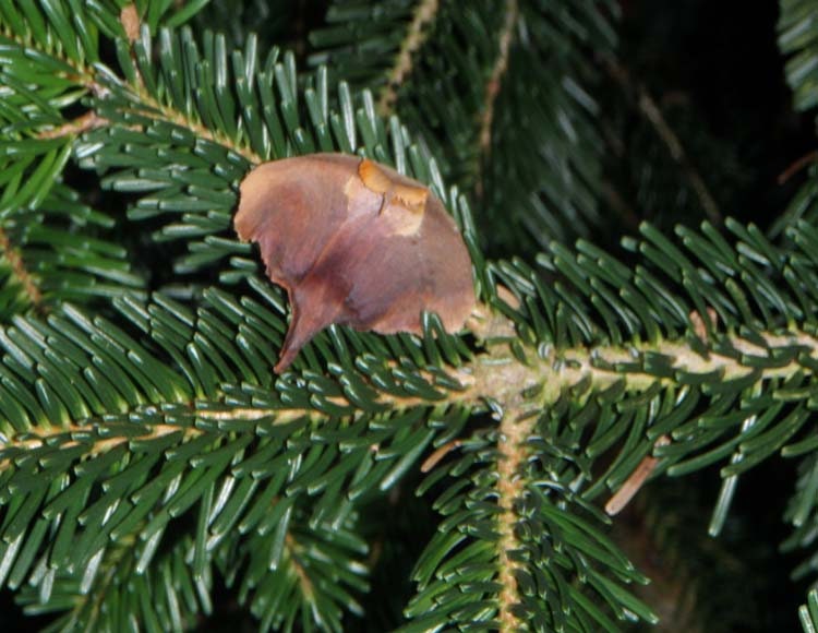 Abies Nordmanniana Nordman Fir, Christmas Tree, Caucasian Fir - 20