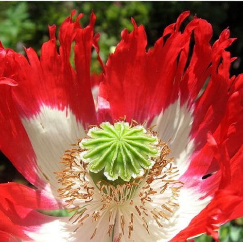 Papaver Poppy DANISH FLAG QUEENS POPPY Danebrog Flower Seed ~ 600 0.25gr Seeds