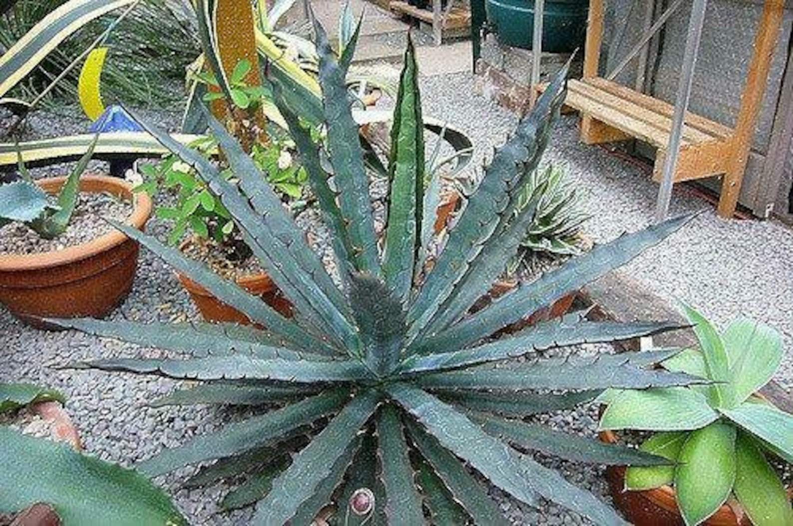 Agave Xylonacantha 10 Seeds Succulents Cactus Agaves Etsy