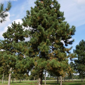 Pinus nigra subsp. laricio, Austrian Black Corsica Pine