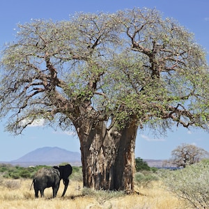 Puede incluir: Un gran baobab de tronco grueso se alza en un paisaje de sabana seca y herbosa bajo un cielo azul despejado. Un elefante gris se encuentra cerca de la base del árbol, orientado hacia el horizonte lejano, de espaldas al espectador.