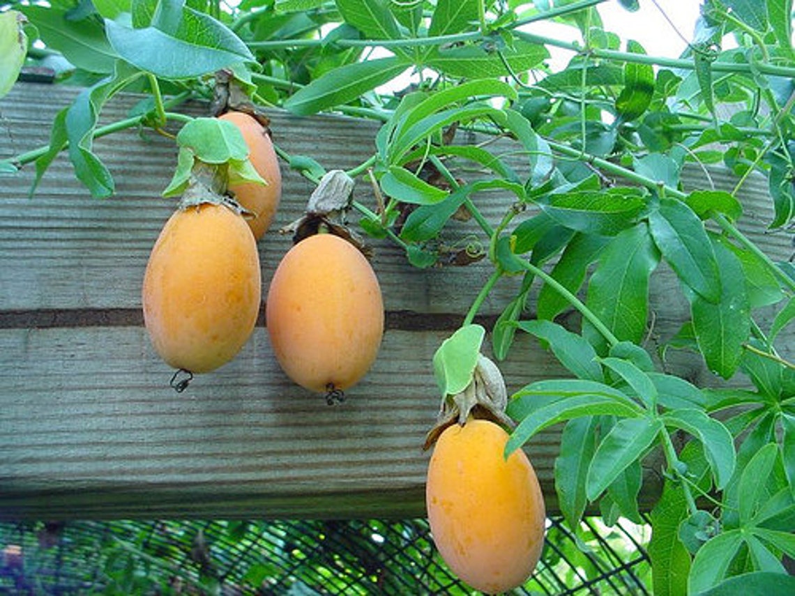 Passiflora Caerulea Blue Passion Fruit 10 Seeds Etsy