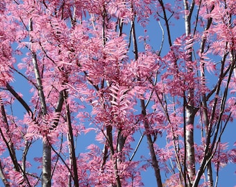 Toona Sinensis var. FLAMINGO - Chinese toon, Chinese mahogany - 30 Seeds