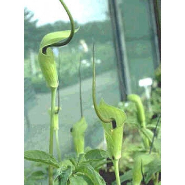 Arisaema Tortuosum Seeds - Whipcord Cobra Lily - 5 Seeds - Etsy