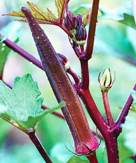 Germisem Clemson Spineless Okra Seeds 6g - Foto 2