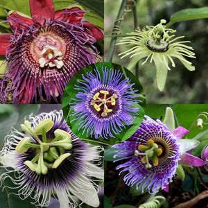 Puede incluir: Un collage de flores de la pasión en varias etapas de floración. Las flores muestran patrones y colores intrincados, incluyendo púrpura intenso, blanco y verde. Las flores tienen pétalos delicados y con flecos y estructuras centrales prominentes.