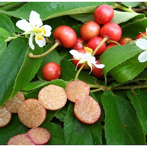 Muntingia Calabura 50 Seeds Jamaican Cherry Rare Tropical Sweet Fruit image 1