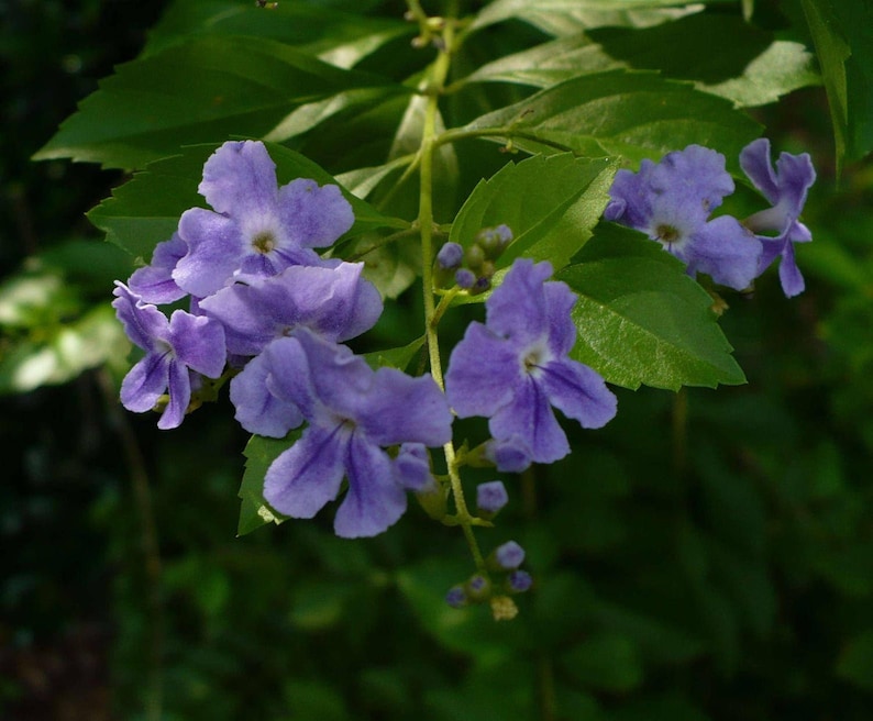 Duranta erecta Golden Dewdrop 5 Seeds image 5