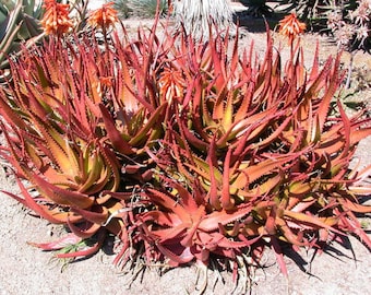 Aloe Cameronii - Red Aloe Vera - Herbal Succulent Plant - 10 Seeds