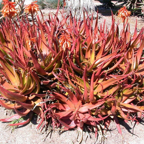 Aloe Cameronii - Rote Aloe Vera - Kräuter sukkulente Pflanze - 10 Samen