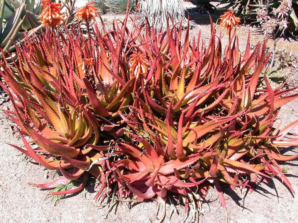 アロエ カメロニ - 赤いアロエベラ - ハーブ多肉植物 - 種子 10
