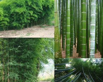 Phyllostachys Edulis - Phyllostachys Pubescens Moso Bambu - 10 VERY FRESH SEEDS